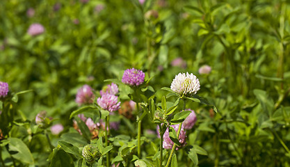 Image showing flowering clover  