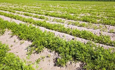 Image showing carrot field  