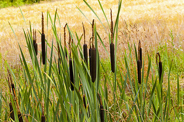 Image showing flowering cattail  