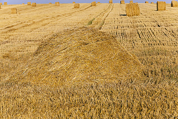 Image showing field with straw  