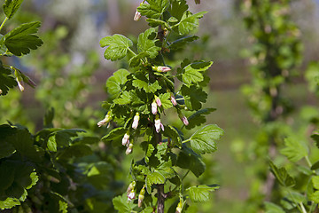 Image showing currant blossoming  