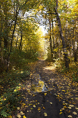 Image showing the autumn wood  