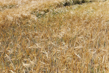 Image showing ripe wheat  