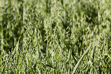 Image showing ear in a field of oats  