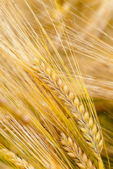 Image showing ripened cereals  