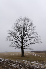 Image showing trees in the winter  