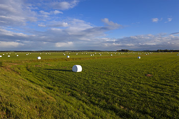 Image showing packed grass  