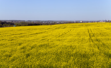 Image showing blooming rape  