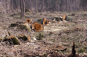 Image showing srubleenny trees 