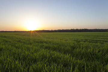 Image showing agriculture  