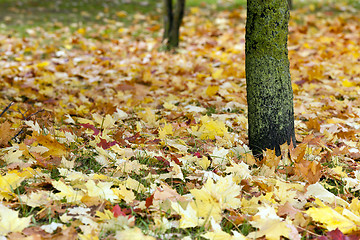 Image showing fallen leaves  