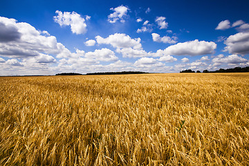 Image showing wheat field  