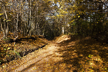 Image showing trees in the fall  