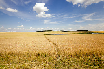 Image showing footpath in the field  