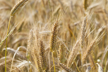 Image showing ripened cereals  