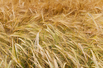 Image showing ripened cereals  