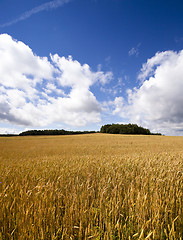 Image showing agricultural field  