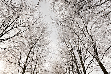 Image showing winter trees  