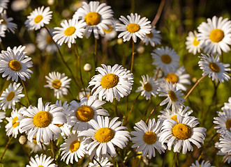 Image showing chamomile flowers 