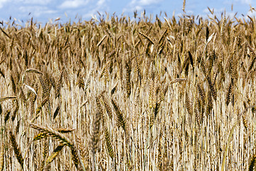 Image showing ripened cereals  