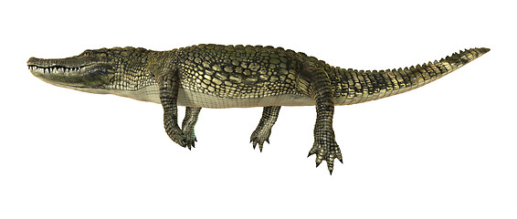 Image showing American Alligator