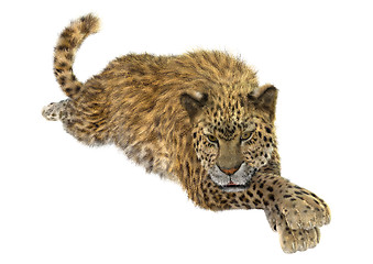 Image showing Big Cat Leopard