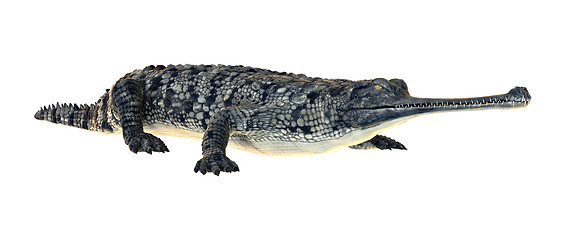 Image showing Gharial