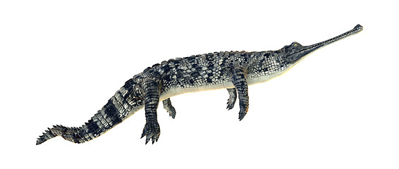 Image showing Gharial