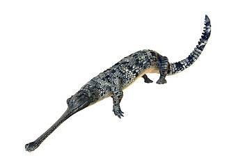 Image showing Gharial