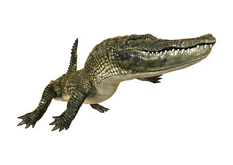 Image showing American Alligator