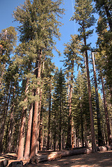 Image showing Giant Sequoia in Yosemite