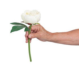 Image showing Old hand giving a rose