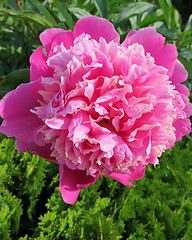 Image showing Peony