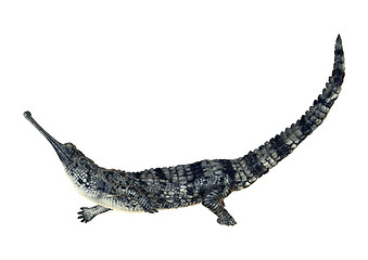 Image showing Gharial