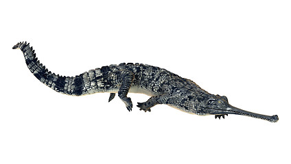 Image showing Gharial