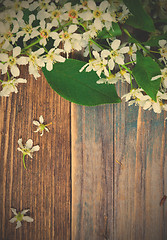 Image showing branch of blossom bird cherry