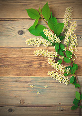 Image showing still life with branch of blossom bird cherry