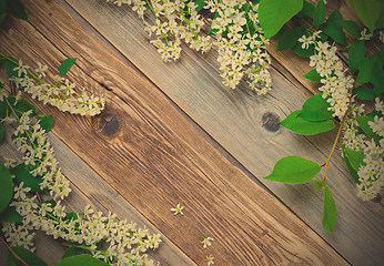 Image showing blossom bird cherry