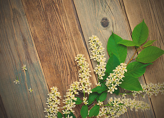 Image showing branch of blossom bird cherry on aged boards antique table