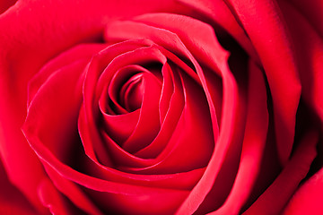 Image showing Red Rose Macro