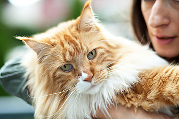 Image showing Maine Coon Cat Owner