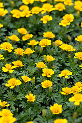 Image showing Marigold Flowers Closeup