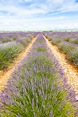 Image showing Lavander field