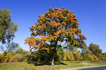 Image showing yellowing tree 