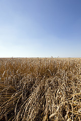 Image showing agriculture  