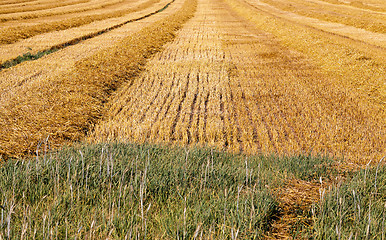 Image showing field with straw  