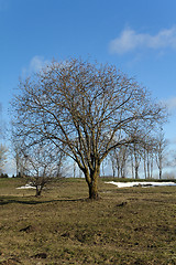 Image showing trees in the spring  