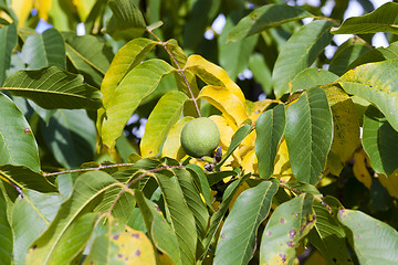 Image showing walnut  