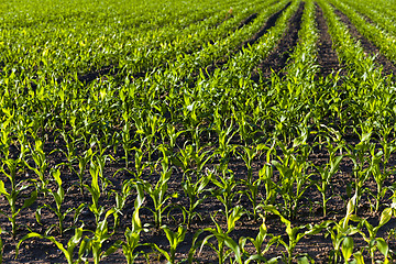 Image showing young corn  