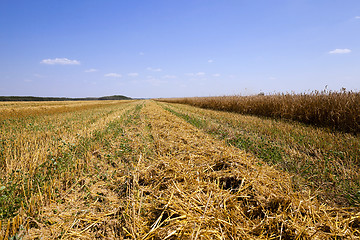 Image showing harvesting  